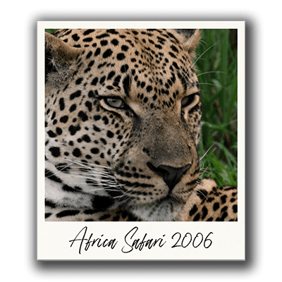 Leopard Polaroid 3